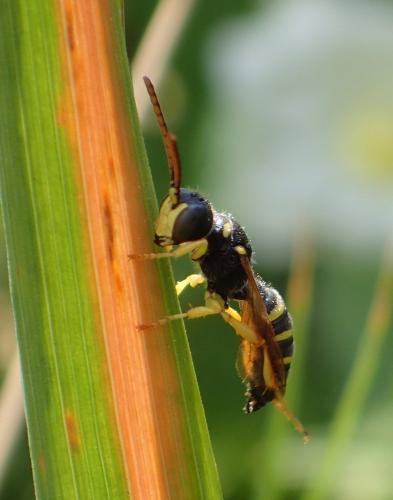 Cerceris ruficornis